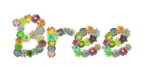 Bree Succulent Name