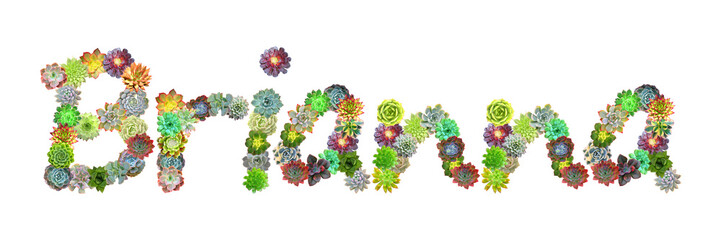 Brianna Succulent Name