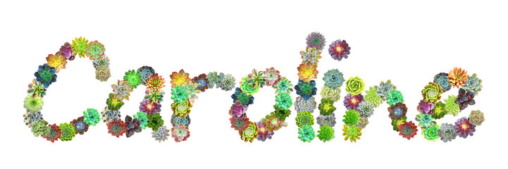 Caroline Succulent Name