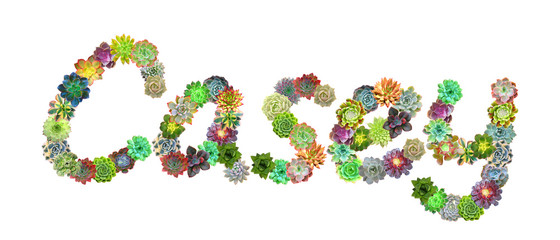 Casey Succulent Name