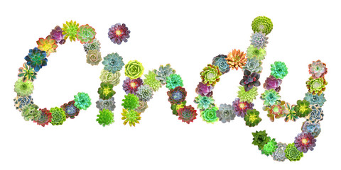 Cindy Succulent Name