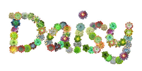 Daisy Succulent Name