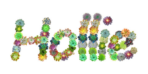 Hollie Succulent Name
