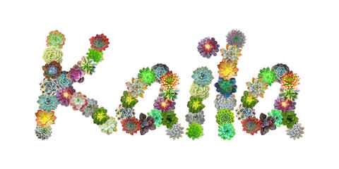 Kaila Succulent Name