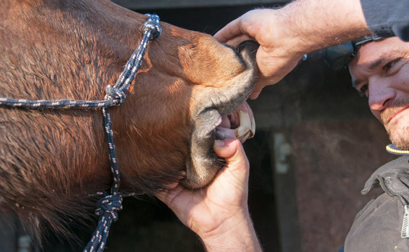 Horse dentist inspecting a horses teeth