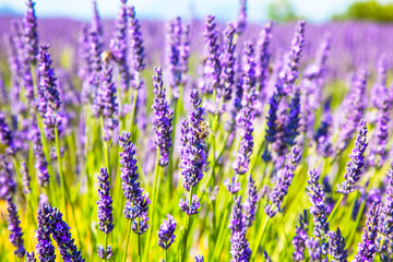Fototapeta premium Lavender flowers and a bee close up in a field in Provence France against a blue sky background.