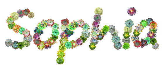 Sophia Succulent Name