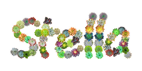 Stella Succulent Name