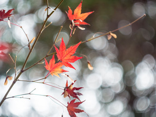 Autumn leaves Japan