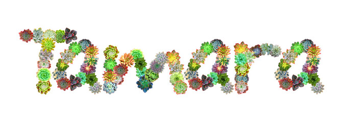 Tamara Succulent Name