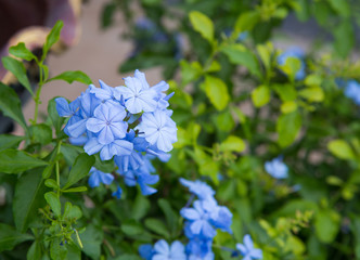 Little blue flowers in the garden