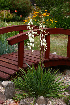 Yellow day lily and geranium./Yellow flowers of a day lily are among light flowers of a geranium.