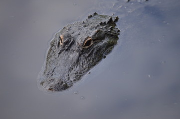 Alligator in lake watching you
