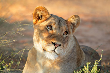 Naklejka premium Portrait of an African lioness (Panthera leo), South Africa.