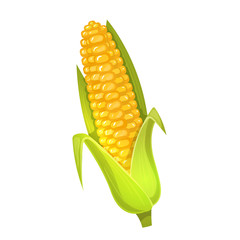 Colorful cartoon illustration of corn on a white background. Vector. © DruZhi Art
