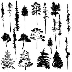 vector set of conifer trees - obrazy, fototapety, plakaty