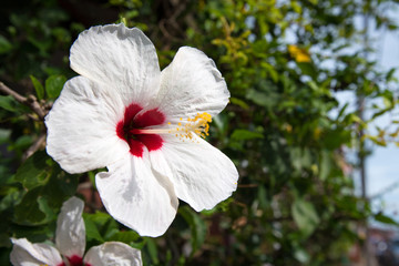 Bright white hibiscus
