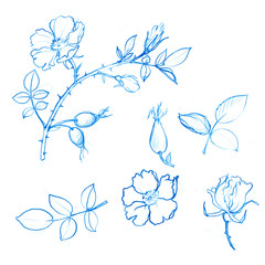 Fototapeta premium wild rose tree branch with leaves and berries
