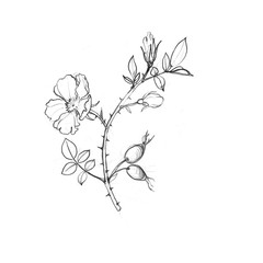 wild rose tree branch with leaves and berries