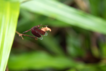 Brown dragonfly in forest