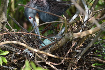 Mother bird caring for nest eggs