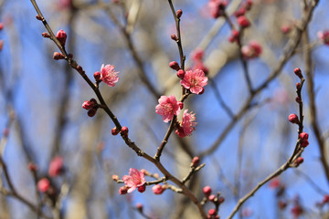 Flowering of plums in Tokyo - Japanese early spring -