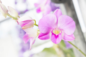 Obraz premium Purple orchids flowers in the park