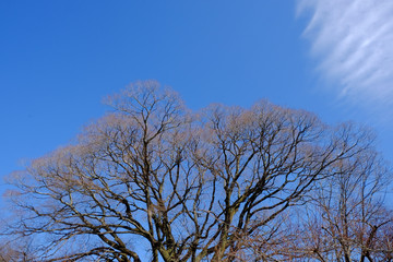 Winter trees and blue sky