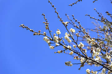 Flowering of plums in Tokyo - Japanese early spring -
