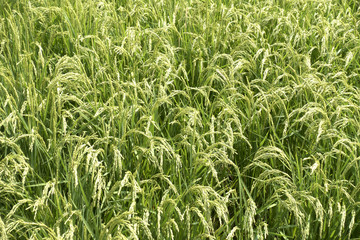 稲穂, 水田, Rice Field
