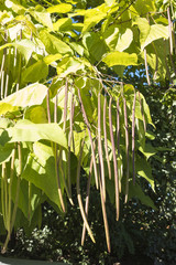 キササゲ Bignonioides
