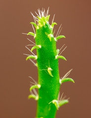 closeup of a cactus with spikes in a garden