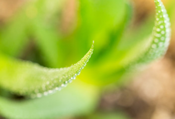 closeup of a cactus with spikes in a garden