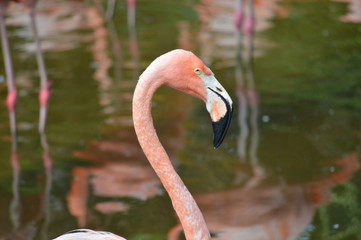 Angry Flamingo leave me alone stare