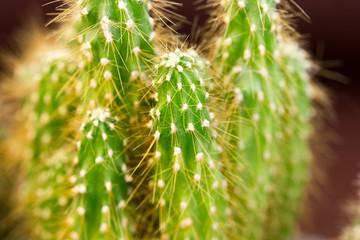 closeup of a cactus with spikes in a garden