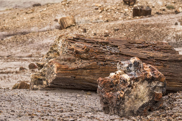 Fossilized tree trunk in Arizona's Petrified Forest National Par