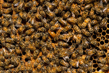 The queen bee swarm - selective focus