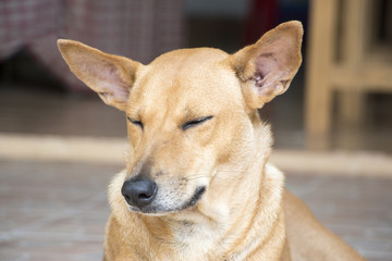 A light-brown domestic dog is resting in a shade and closing her eyes