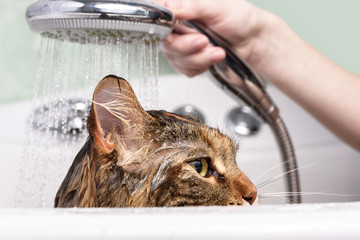 Wet cat in the bath