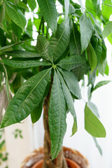 パキラ 大きな7枚葉