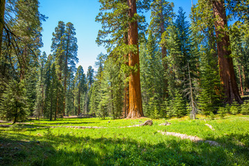Giant sequoia trees in a meadow at Mariposa Grove Yosemite National Park, California, USA - 134173778