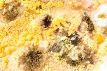 yellow mold grows on the surface of spoiled food. Mold growing rapidly on moldy rice in yellow and orange spores