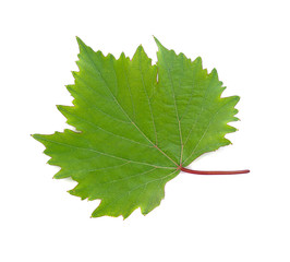 grape leaf isolated on the white background