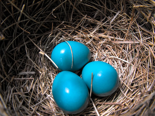 Robin Eggs