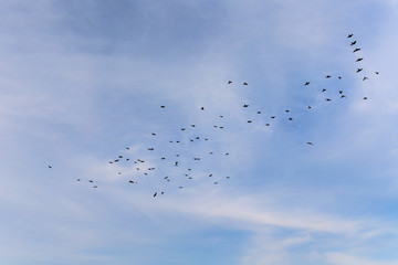 Fototapeta premium starlings flying in the sky