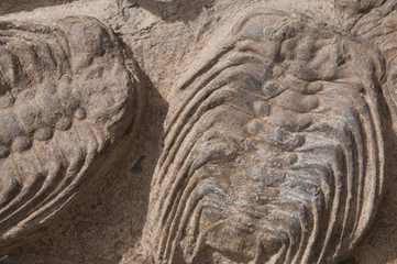 Fósil (Trilobite)