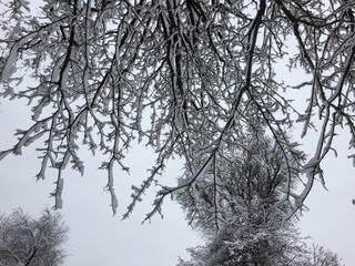 snowy limbs 