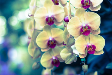 Naklejka na ściany i meble Orchids flowers and green leaves background in garden. Orchids is considered the queen of flowers in Thailand. Vintage style effect picture.