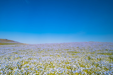 ネモフィラの丘