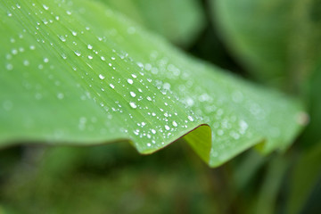 water droplets on banana leaf 